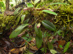 Stelis bicornis