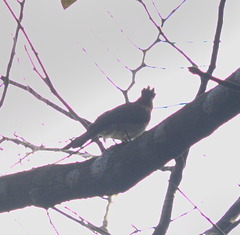 Hemixos castanonotus