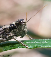 Dendrotettix quercus
