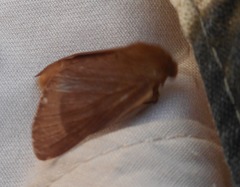 Malacosoma franconicum