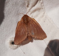 Malacosoma franconicum