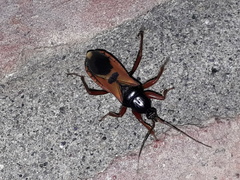Ectomocoris ululans