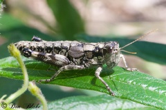 Dendrotettix quercus