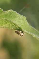 Cylindrocopturus