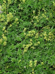 Alchemilla plicatula