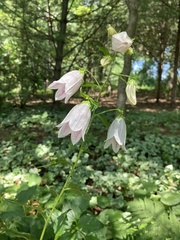 Campanula punctata