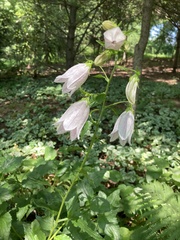 Campanula punctata