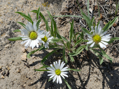 Townsendia grandiflora