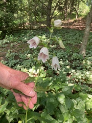 Campanula punctata