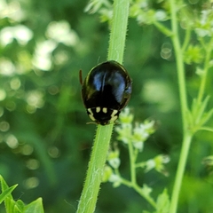 Anatis labiculata