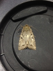 Apterogenum ypsillon