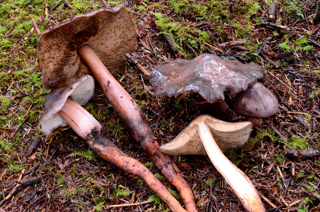 Phaeocollybia benzokauffmanii