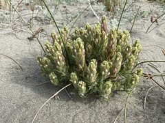 Castilleja exserta latifolia