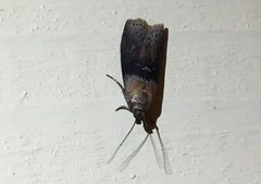 Sciota fumella