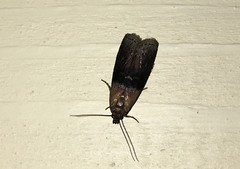 Sciota fumella