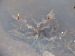 Potamogeton crispus