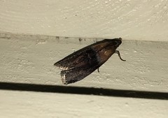 Sciota fumella
