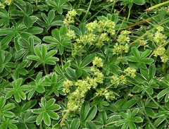 Alchemilla plicatula