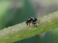 Dyscrasis hendeli