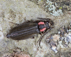 Podabrus pygmaeus