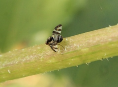 Dyscrasis hendeli