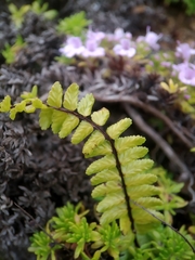 Asplenium azoricum