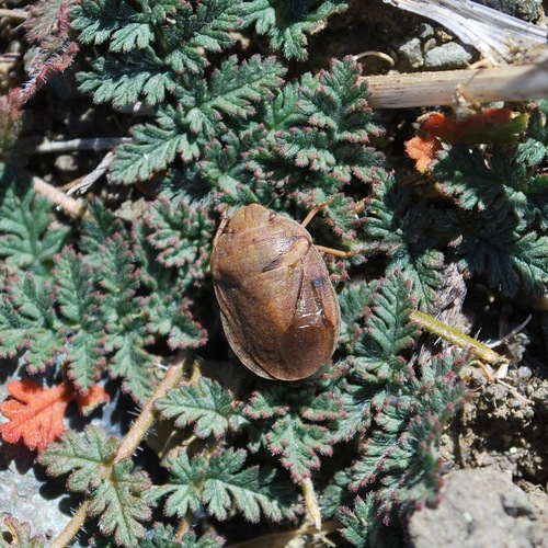 Scutelleridae