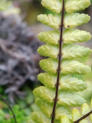 Asplenium azoricum