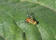 Zonosemata vittigera