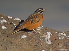 Emberiza tahapisi
