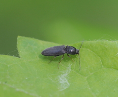 Dicronychus rubripes