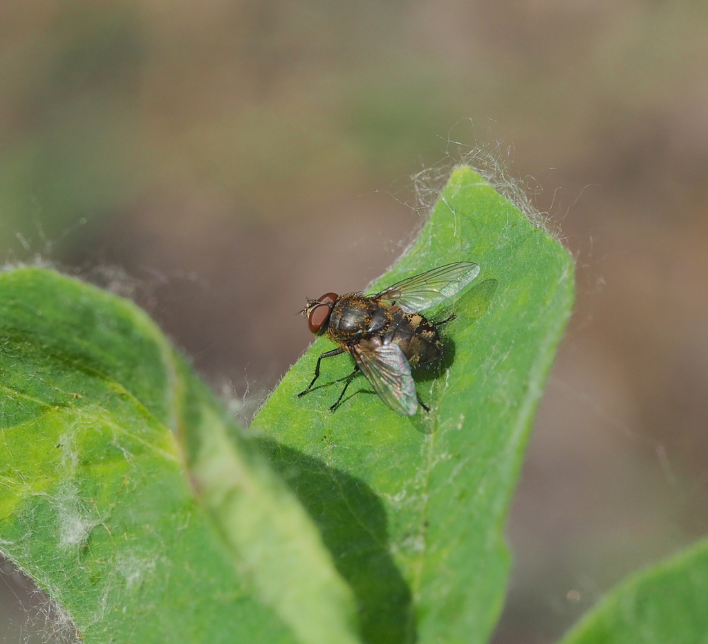 Pollenia hungarica