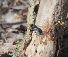 Sarcophaga variegata