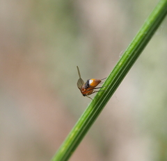 Phalacrotophora delageae