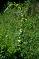 Digitalis lutea