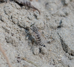 Acrosathe annulata