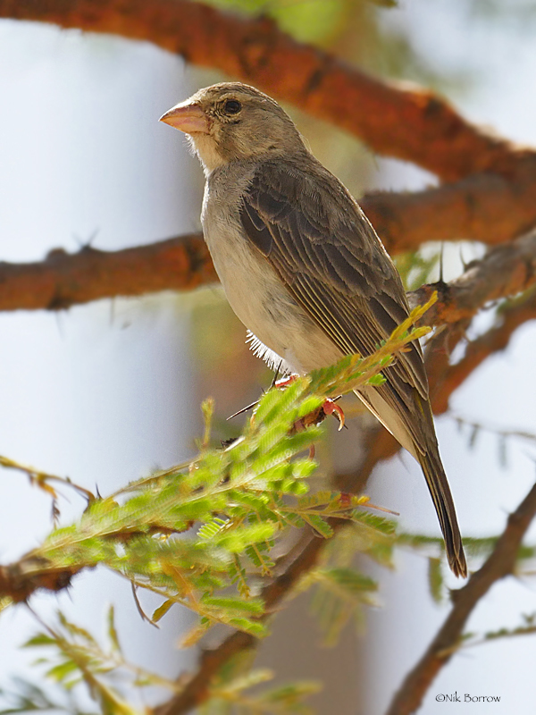 Yellow-Rumped Seedeater