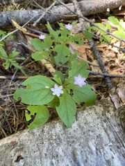 Lysimachia latifolia