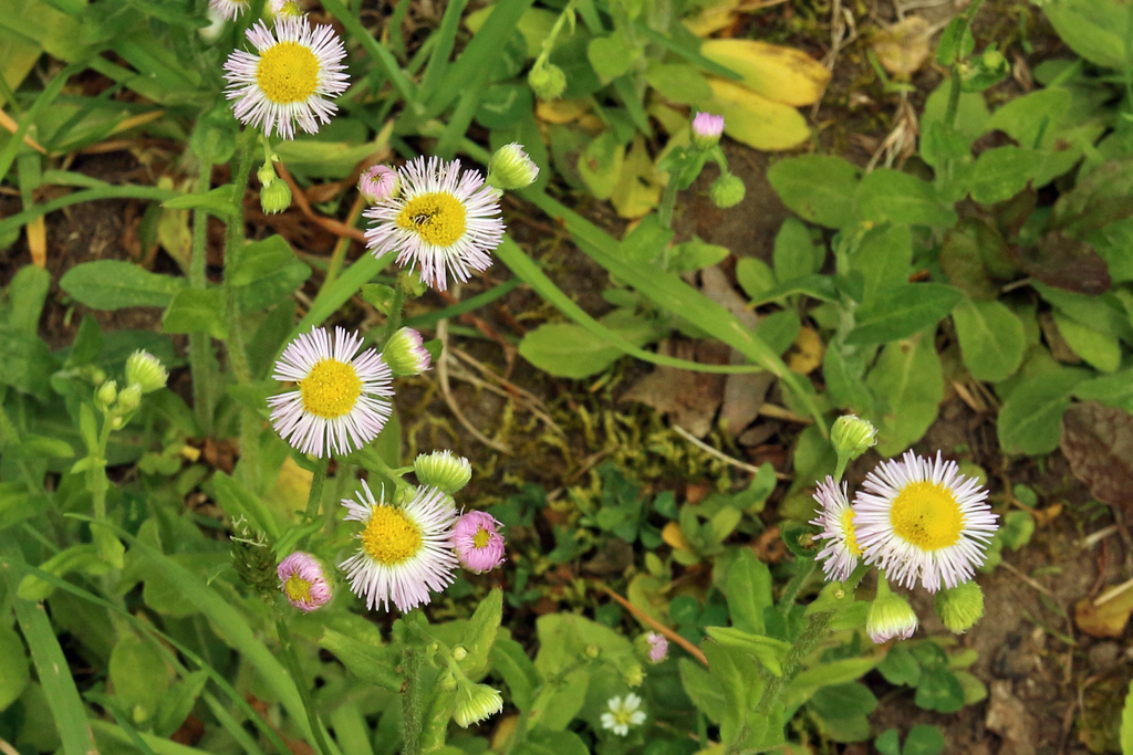 philadelphia-fleabane-in-may-2020-by-jane-tatlock-more-flower-rays