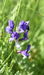 Vicia onobrychioides
