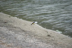 Motacilla cinerea patriciae