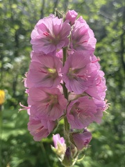 Sidalcea hirtipes