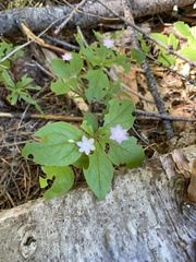 Lysimachia latifolia