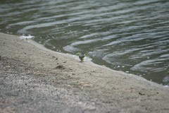 Motacilla cinerea patriciae