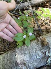 Lysimachia latifolia