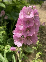 Sidalcea hirtipes