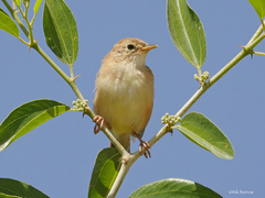 Cisticola troglodytes