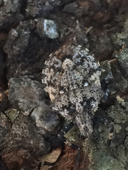 Brochymena affinis