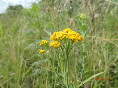 Nidorella auriculata