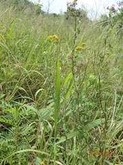 Nidorella auriculata